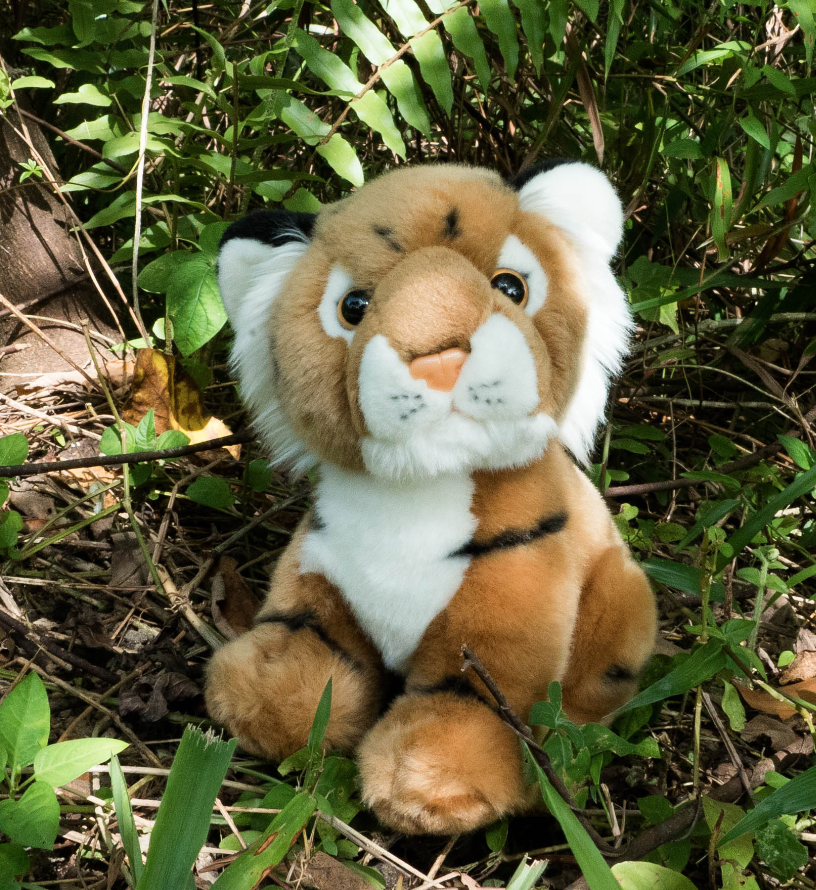 When It Comes to Saving the Malayan Tiger, the Time Is Now